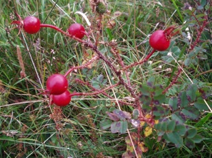 Wild Rose-Hips